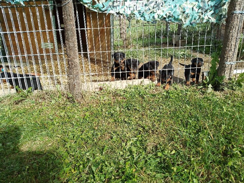 chiot Berger de Beauce de vag-ner's mémory