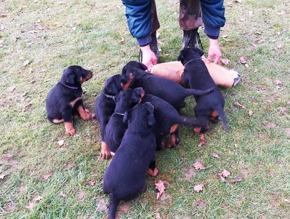 chiot Berger de Beauce de vag-ner's mémory