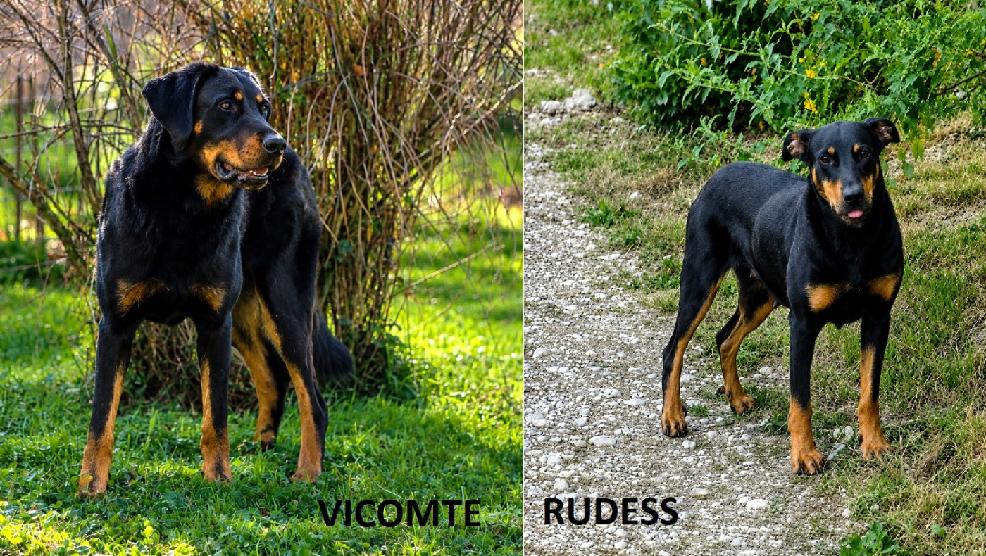 de vag-ner's mémory - les chiots Rudess X Vicomte sont nés!