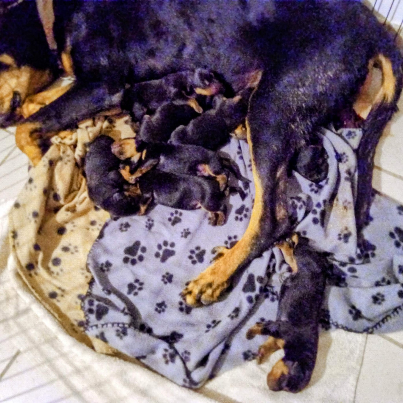 chiots Rudess X Vicomte