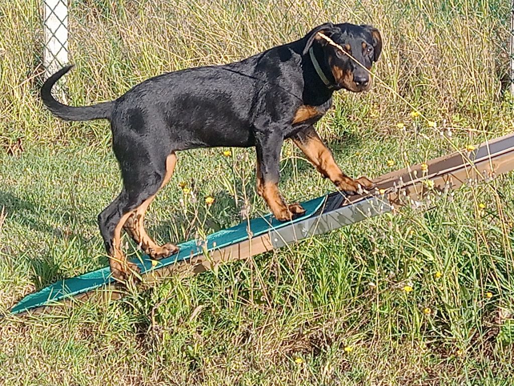 de vag-ner's mémory - Chiots disponibles - Berger de Beauce