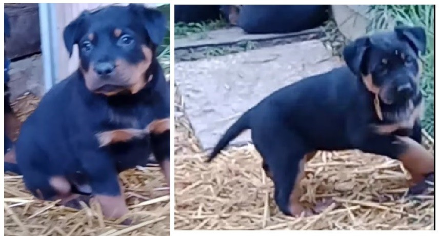 de vag-ner's mémory - Chiots disponibles - Berger de Beauce