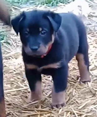 de vag-ner's mémory - Chiots disponibles - Berger de Beauce