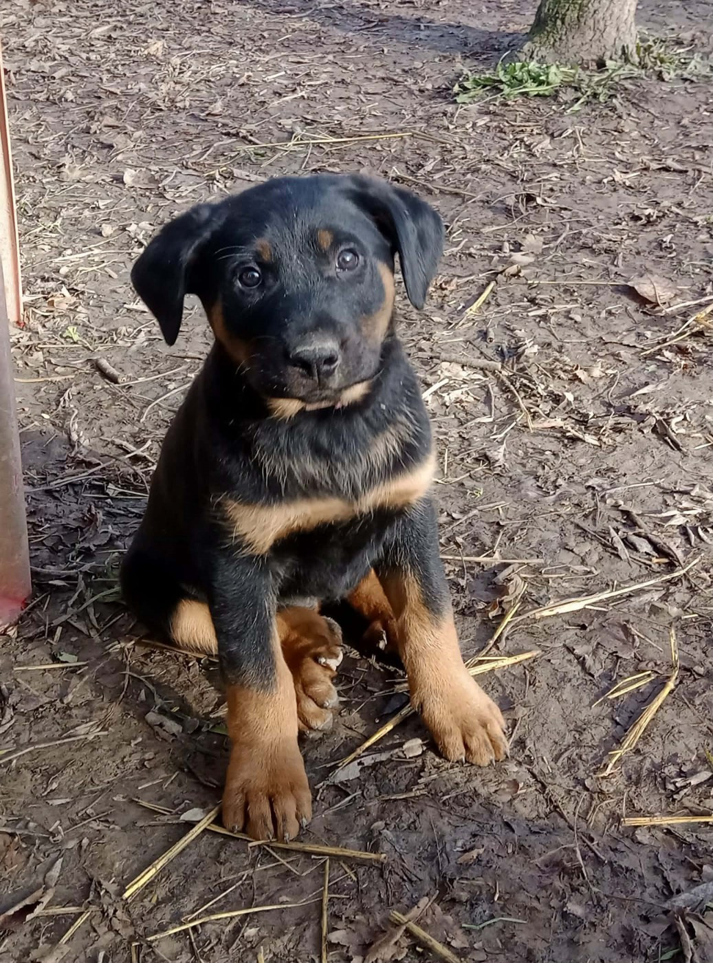 de vag-ner's mémory - Chiots disponibles - Berger de Beauce