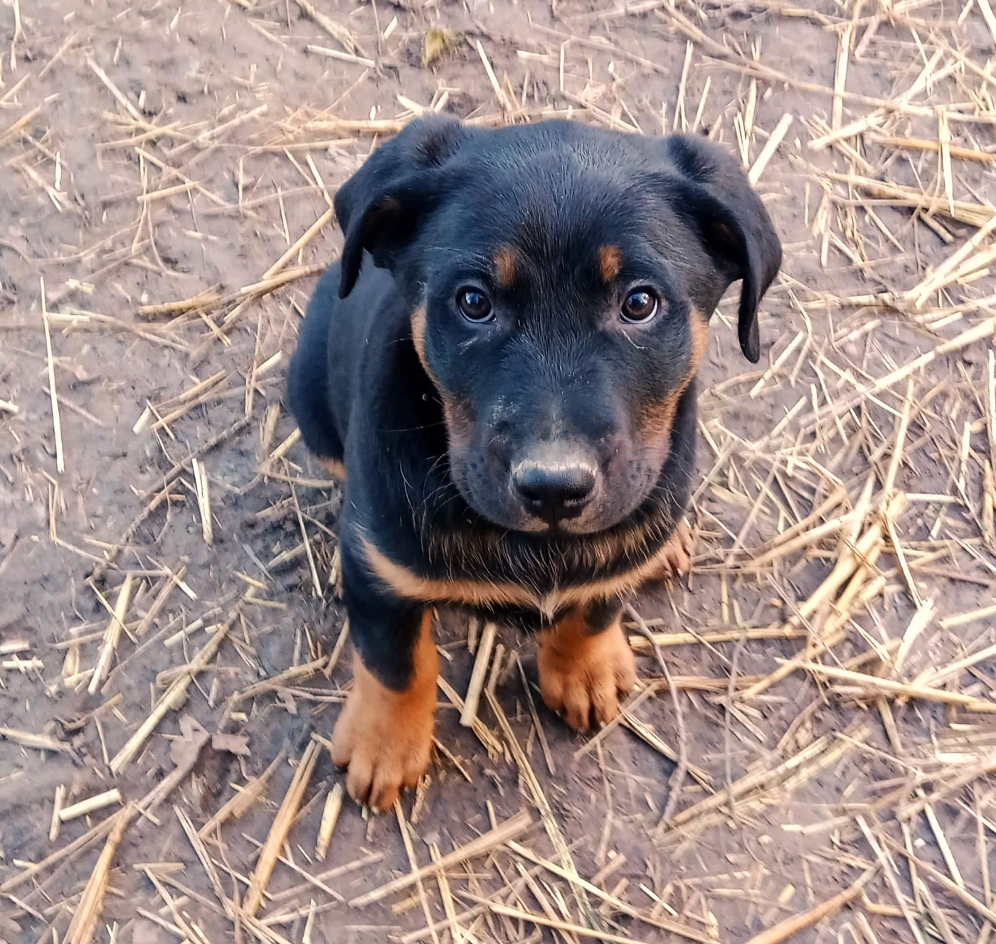 de vag-ner's mémory - Chiots disponibles - Berger de Beauce