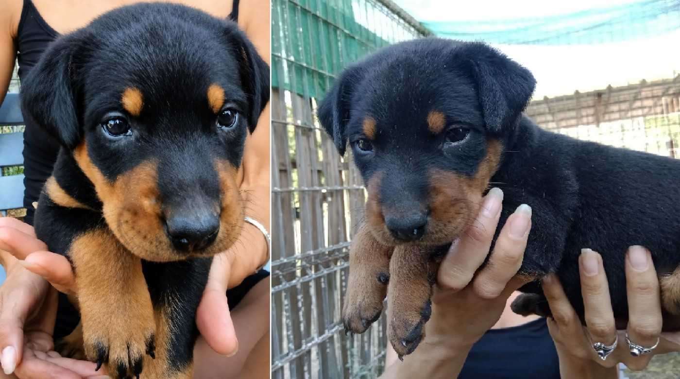 de vag-ner's mémory - Chiots disponibles - Berger de Beauce