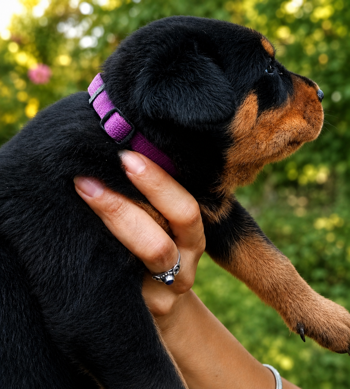 de vag-ner's mémory - Chiots disponibles - Berger de Beauce