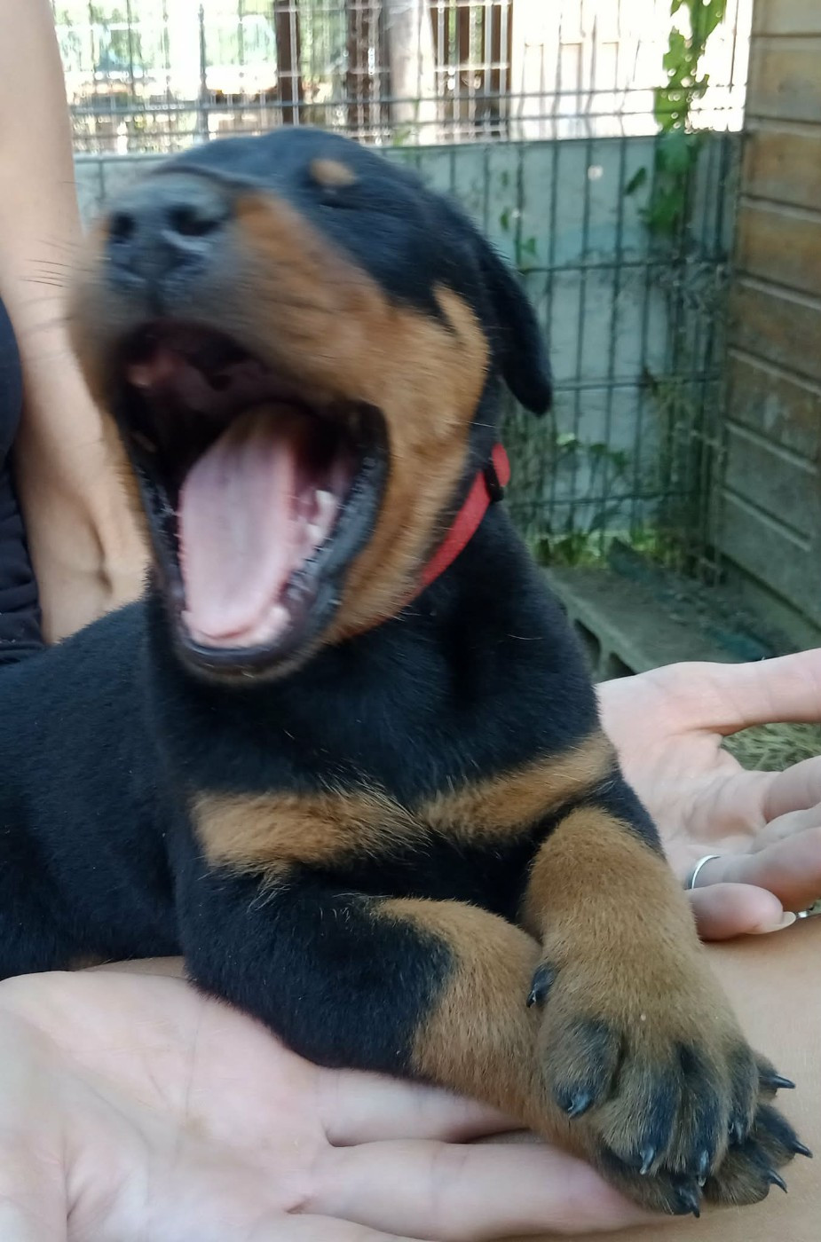 de vag-ner's mémory - Chiots disponibles - Berger de Beauce