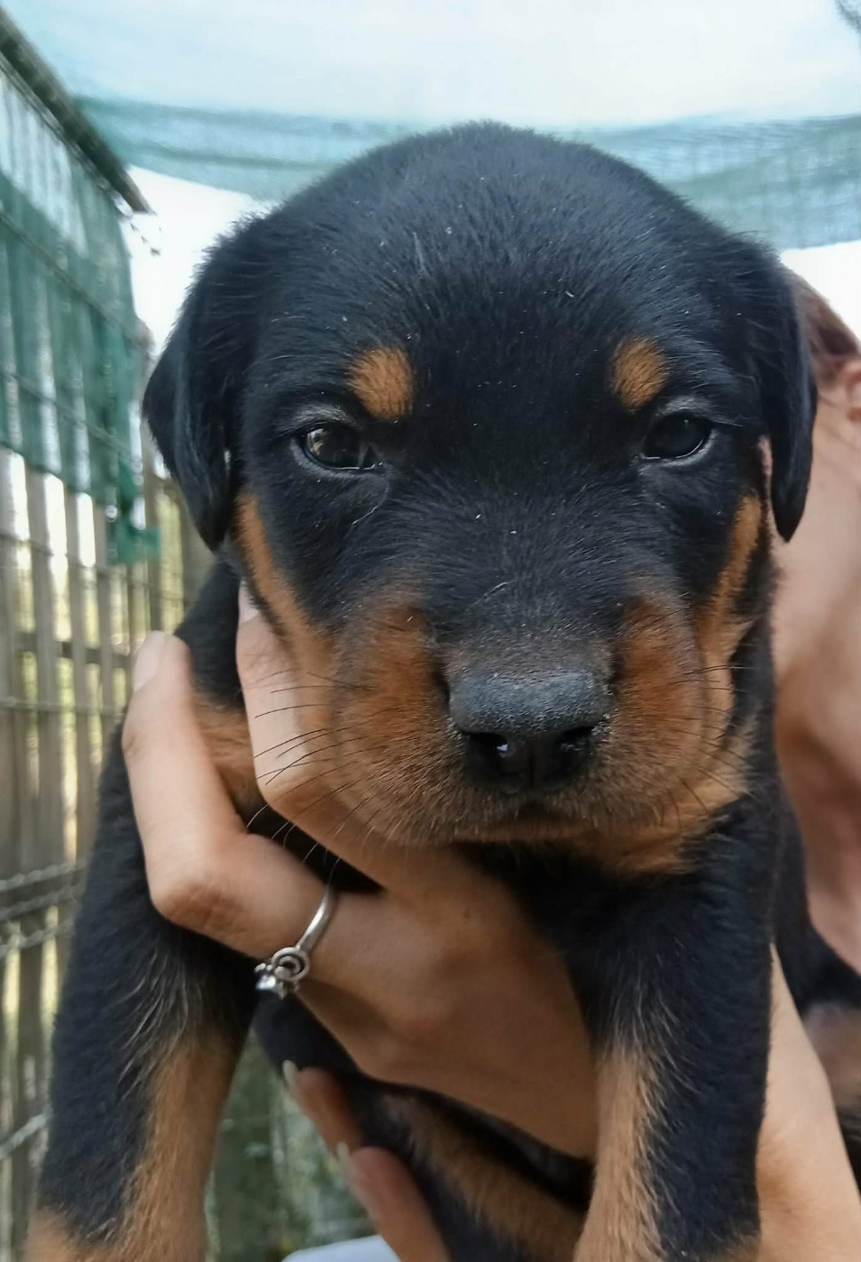 de vag-ner's mémory - Chiots disponibles - Berger de Beauce