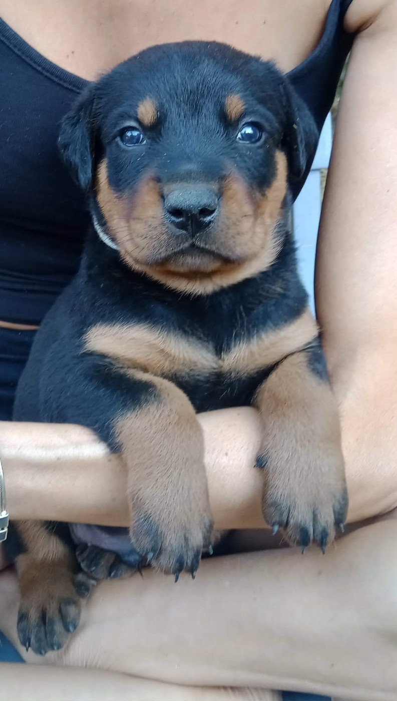 de vag-ner's mémory - Chiots disponibles - Berger de Beauce