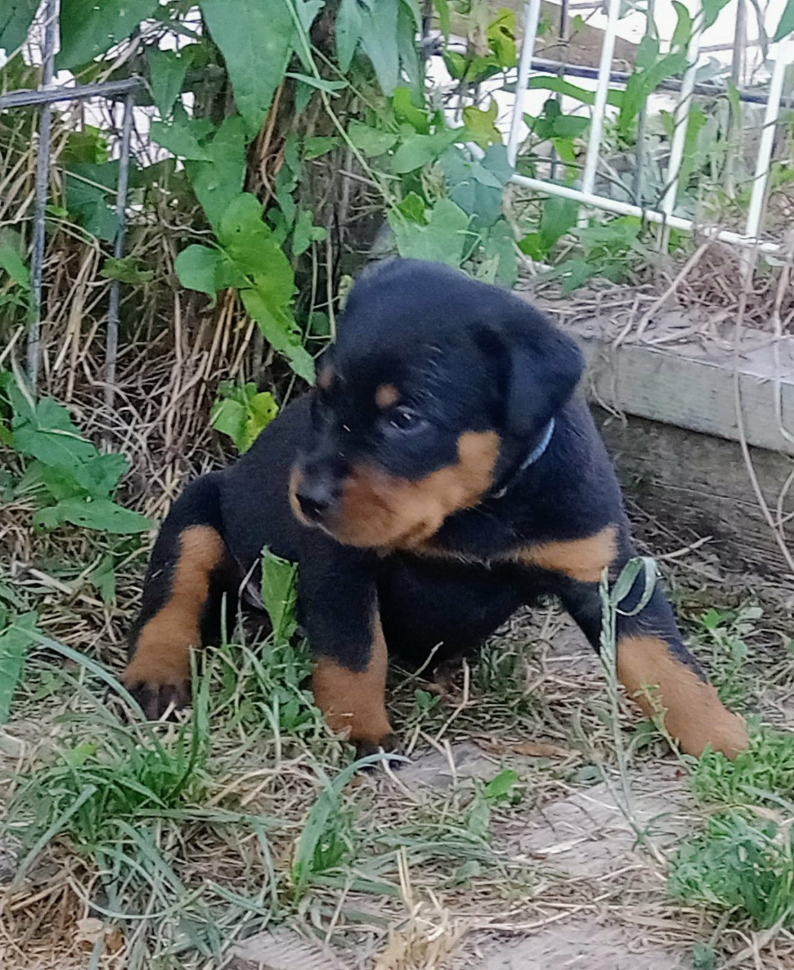 de vag-ner's mémory - Chiots disponibles - Berger de Beauce
