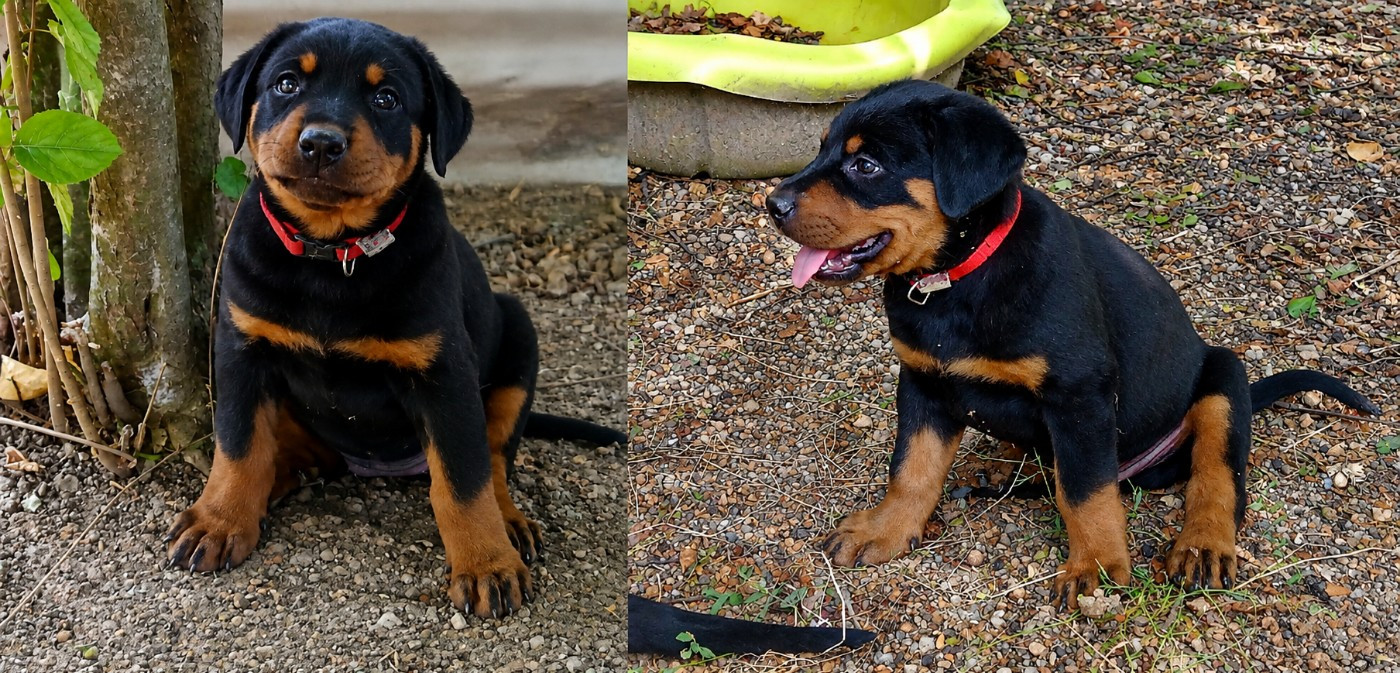 de vag-ner's mémory - Chiots disponibles - Berger de Beauce