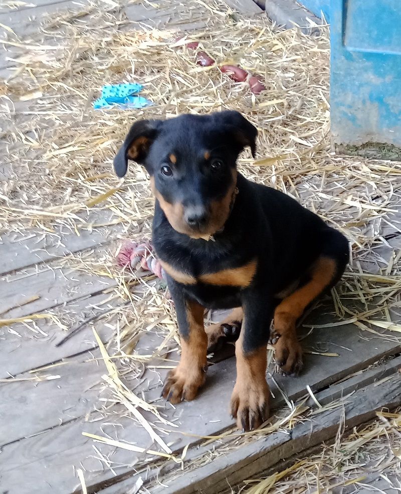 de vag-ner's mémory - Chiots disponibles - Berger de Beauce