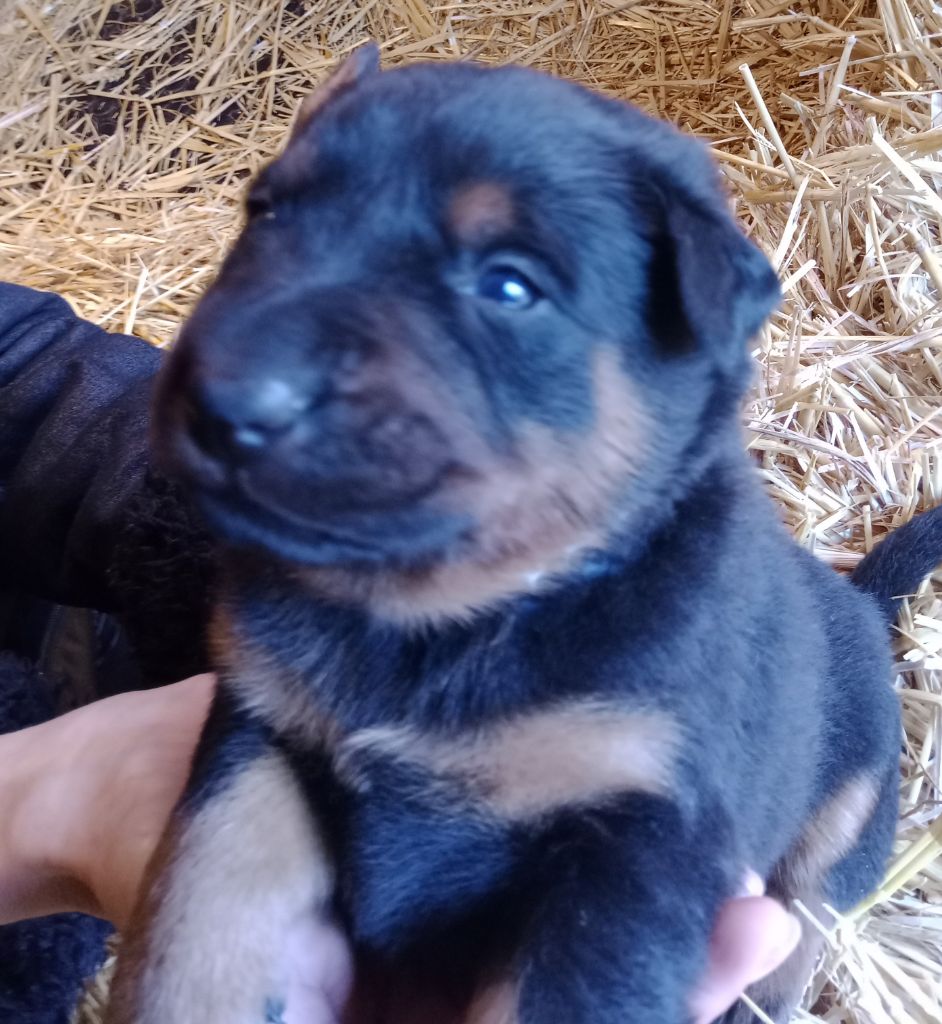 de vag-ner's mémory - Chiots disponibles - Berger de Beauce