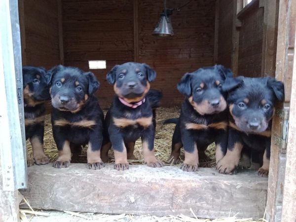 de vag-ner's mémory - Berger de Beauce - Portée née le 24/10/2025