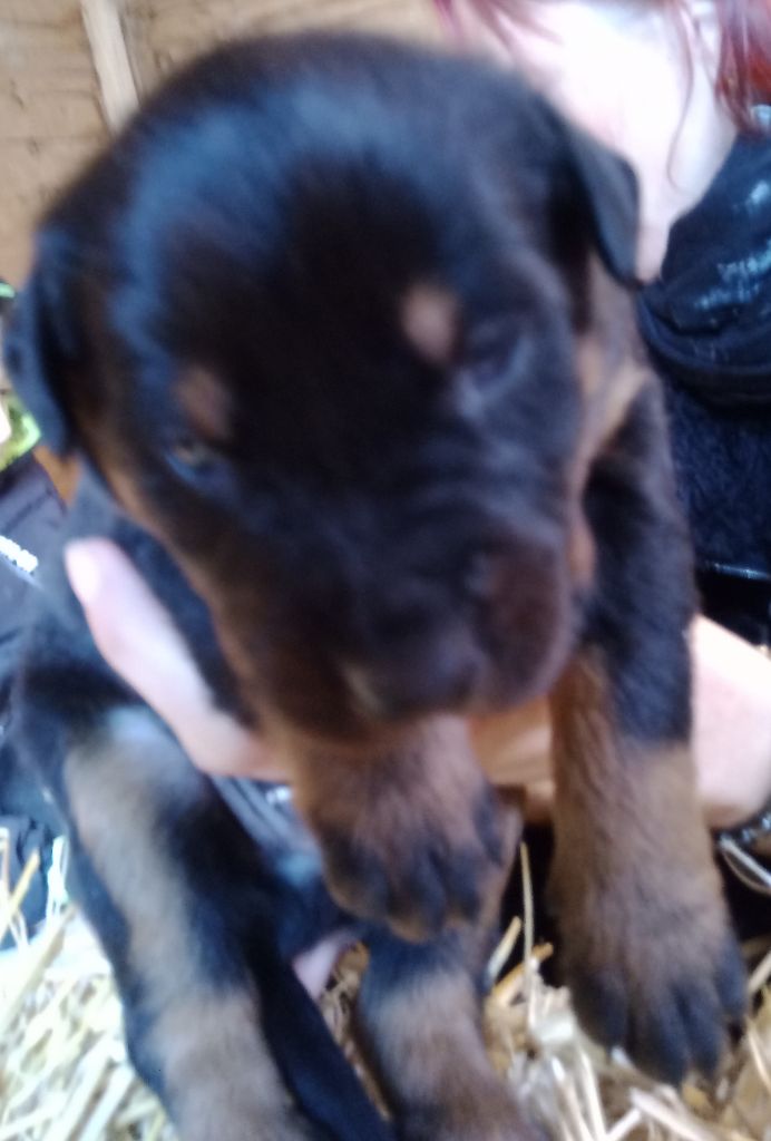 de vag-ner's mémory - Chiots disponibles - Berger de Beauce