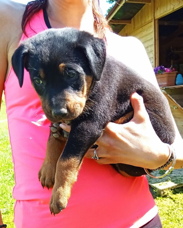 de vag-ner's mémory - Chiots disponibles - Berger de Beauce