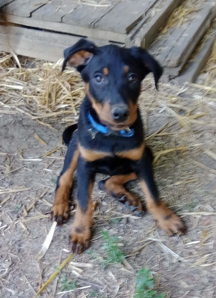 de vag-ner's mémory - Chiots disponibles - Berger de Beauce