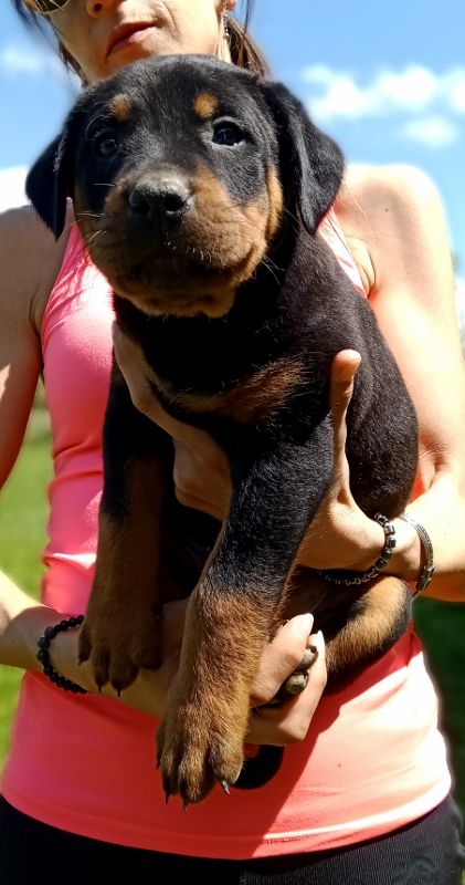 de vag-ner's mémory - Chiots disponibles - Berger de Beauce