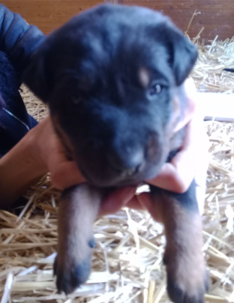 de vag-ner's mémory - Chiots disponibles - Berger de Beauce