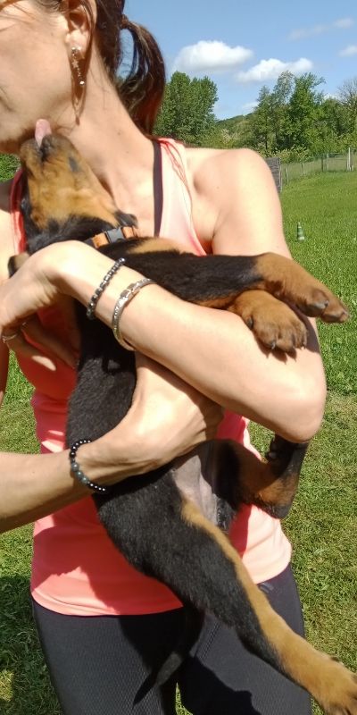 de vag-ner's mémory - Chiots disponibles - Berger de Beauce