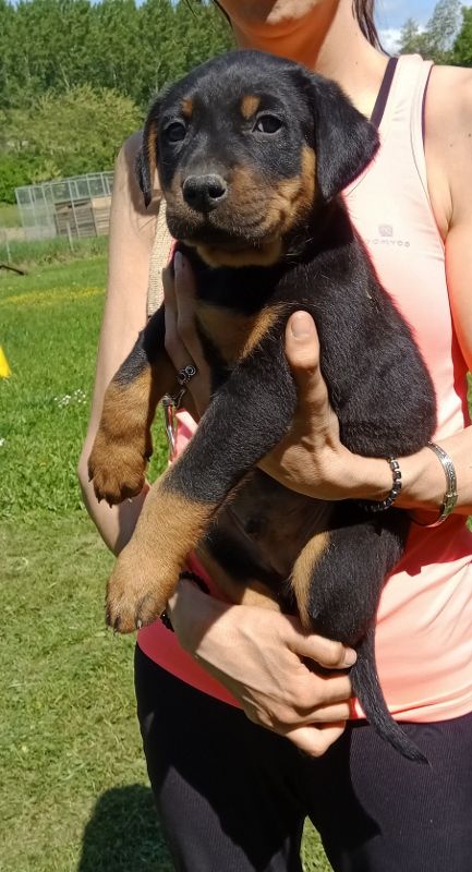 de vag-ner's mémory - Chiots disponibles - Berger de Beauce