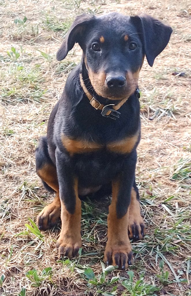 de vag-ner's mémory - Chiots disponibles - Berger de Beauce