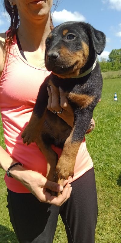 de vag-ner's mémory - Chiots disponibles - Berger de Beauce