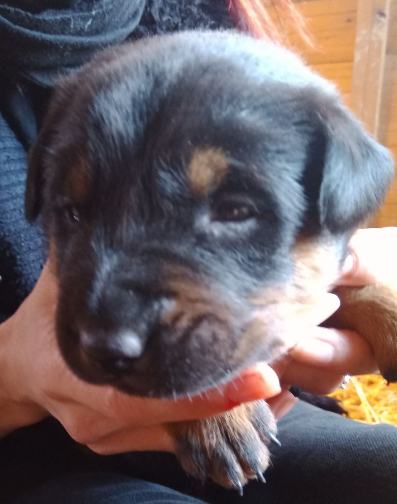 de vag-ner's mémory - Chiots disponibles - Berger de Beauce