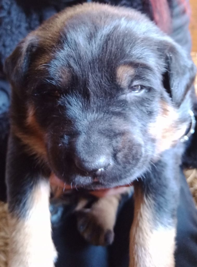 de vag-ner's mémory - Chiots disponibles - Berger de Beauce