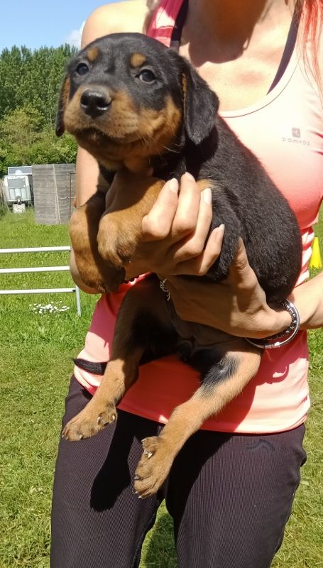 de vag-ner's mémory - Chiots disponibles - Berger de Beauce