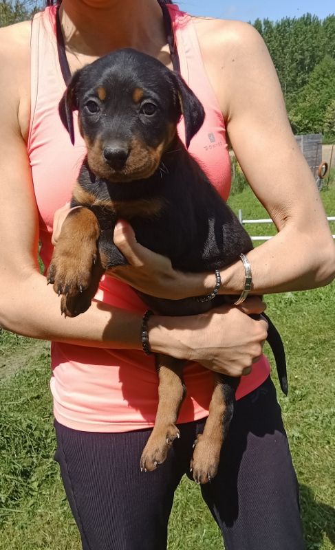 de vag-ner's mémory - Chiots disponibles - Berger de Beauce