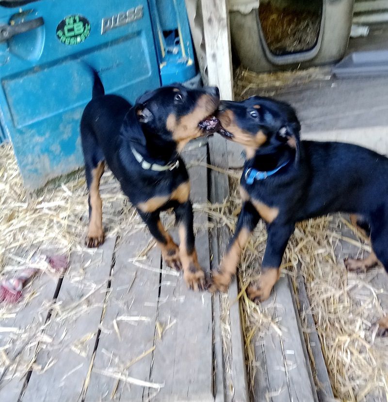 de vag-ner's mémory - Chiots disponibles - Berger de Beauce
