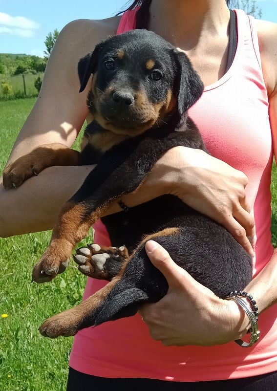 de vag-ner's mémory - Chiots disponibles - Berger de Beauce