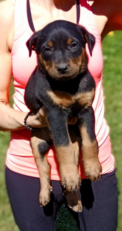de vag-ner's mémory - Chiots disponibles - Berger de Beauce