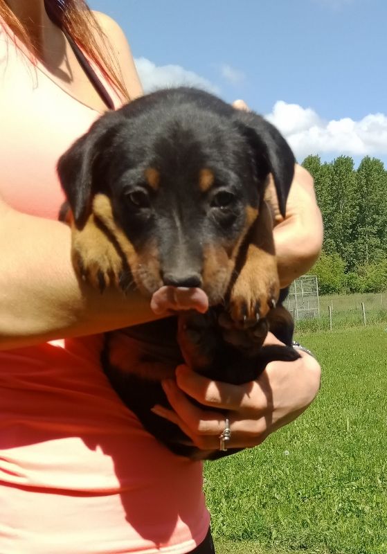 de vag-ner's mémory - Chiots disponibles - Berger de Beauce