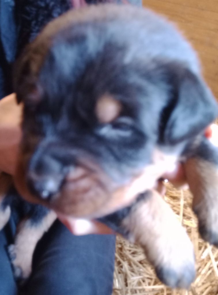 de vag-ner's mémory - Chiots disponibles - Berger de Beauce